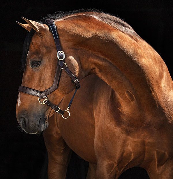 Brown Horse wearing Rambo Micklem Head Collar