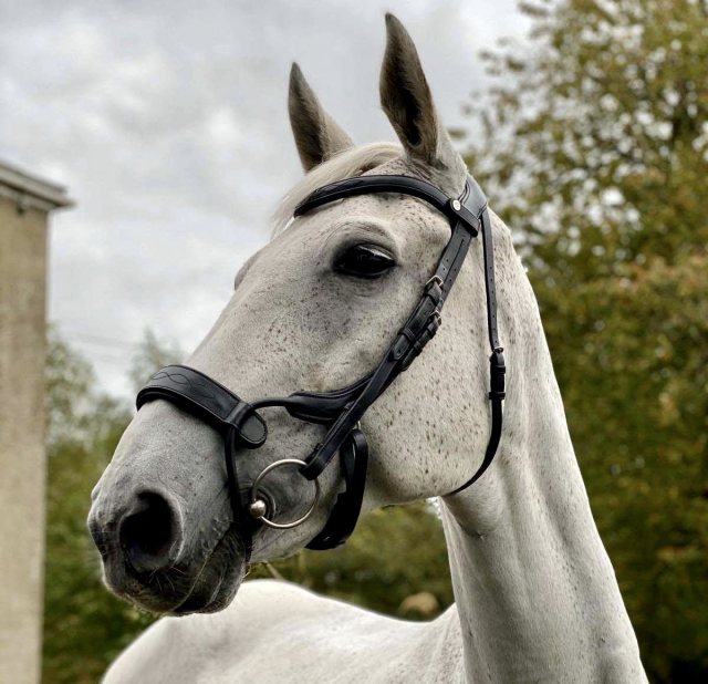 Ecorider Freedom Jump Bridle