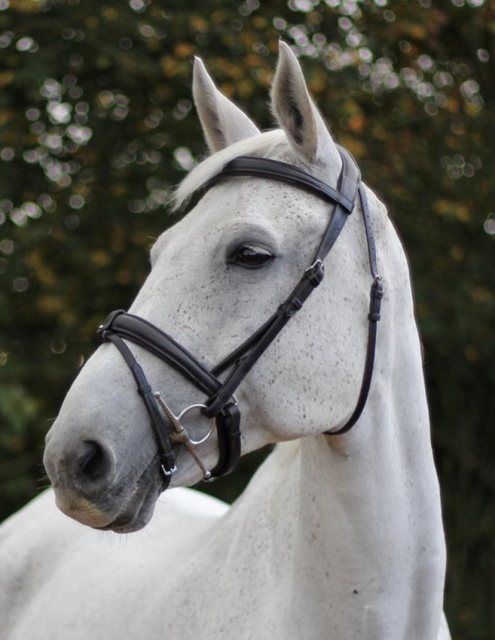 White horse wearing Ecorider Ecolux Bridle