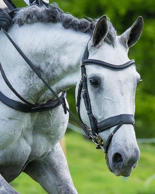 Fairfax Fairfax Flash Noseband