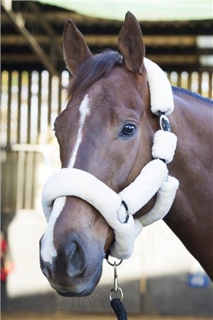 Ecorider Deluxe Headcollar