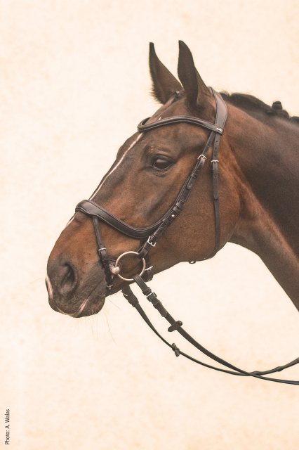Schockemöhle Equitus Alpha Snaffle Bridle- Dressage Tack