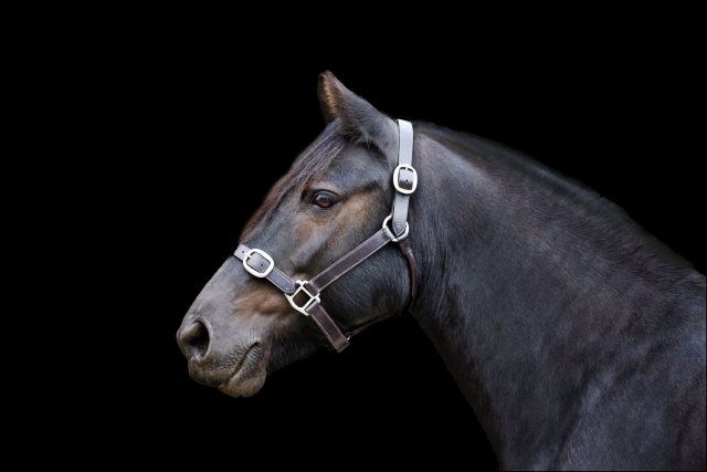 EcoRider Ecorider Leather Headcollar