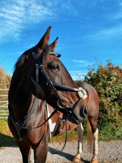 Horse wearing Cameo Equine Core Collection Grackle Bridle