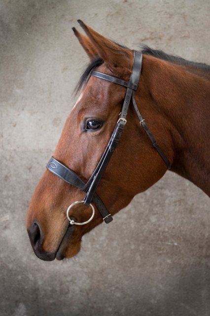 EcoRider Ecorider Show Bridle