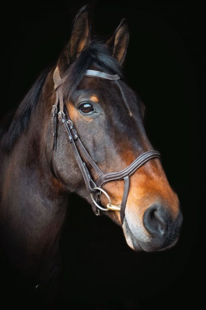 Cameo Equine Cameo Equine Core Collection Anatomic Bridle