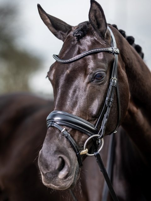 LeMieux LeMieux Classic Dressage Bridle