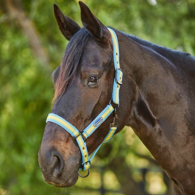 Weatherbeeta Weatherbeeta Coordinate Headcollar