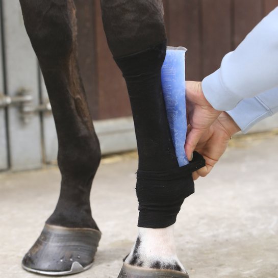 Kentucky Kentucky Tendon Grip Sock