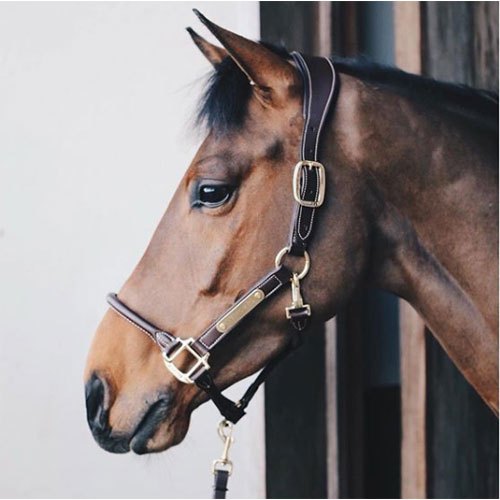 Kentucky Kentucky Anatomic Leather Head Collar