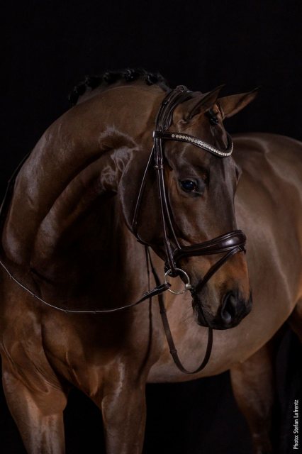 Schockemohle Schockemohle Westminster Bridle