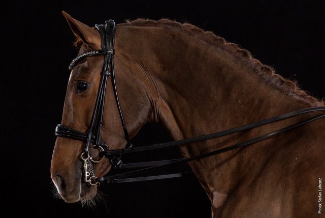 Schockemohle Schockemohle Kensington Bridle