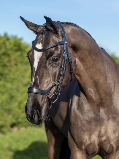 LeMieux LeMieux Arika Drop Bridle