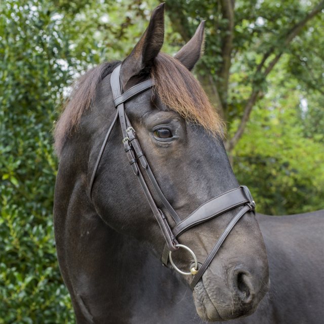 EcoRider Ecorider Tullamore Bridle