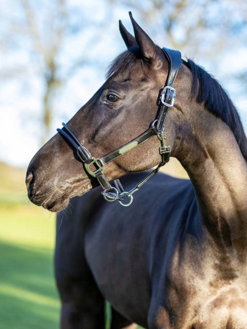 LeMieux LeMieux Rope Control Headcollar