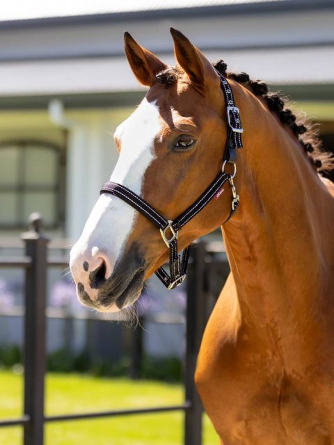 LeMieux LeMieux Essential Yard Headcollar - Black