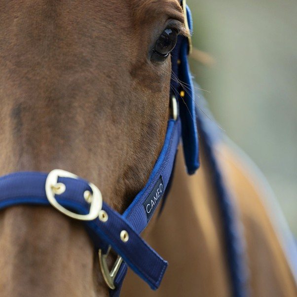 Cameo Equine Cameo Equine Suede Padded Headcollar