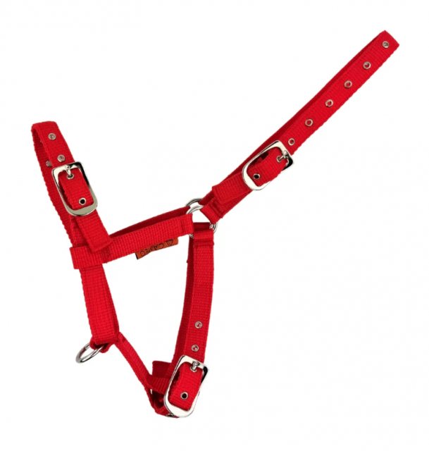 Cameo Equine Cameo Equine Foal Headcollar