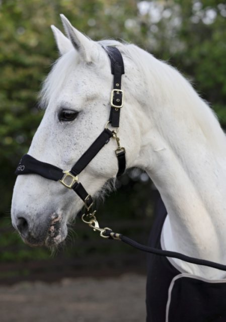 Cameo Equine Cameo Equine Suede Elite Headcollar & Leadrope