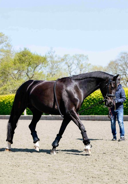 LeMieux LeMieux Rope Lunging Aid