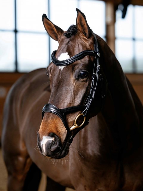 LeMieux LeMieux Kudos Sport Bridle