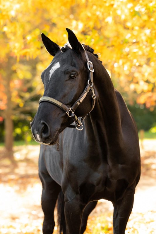 IT09417 lifestyle capellaheadcollar willow 02