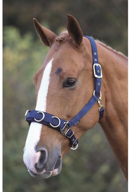 Horse wearing Lunge Cavesson