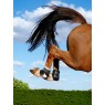 it08962 lifestyle compliantfetlockboot black 01