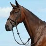 Collegiate Collegiate Syntovia+ Plain Flat Running Martingale