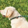 Weatherbeeta Weatherbeeta Rope Leather Slip Dog Lead