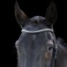 EcoRider Ecorider Ecosoft Acclaim Bridle