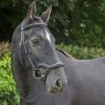 EcoRider Ecorider Ecosoft Finesse Bridle