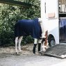 Kentucky Kentucky Cooler Fleece Rug