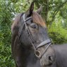 Ecorider Tullamore Bridle