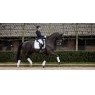 LeMieux LeMieux Crystal Suede Dressage Pad