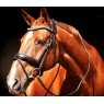 EcoRider Ecorider Navan v2.0 Bridle