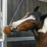 Likit Likit Likit Granola Stall-Ball