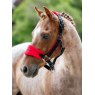 LeMieux LeMieux Mini Vogue Headcollar - Chilli