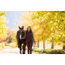 LeMieux Loire Fly Hood - Damson