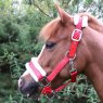 Hy Hy Christmas Santa Headcollar