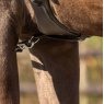 QHP QHP Leather Girth Loop