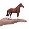 Mojo: Dutch Warmblood