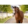 LeMieux LeMieux Capella Headcollar - Fondant