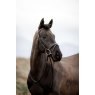 Cameo Equine EasyStride Bridle with Reins