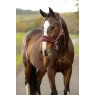 IT09431 lifestyle breakawayvogueheadcollarandleadrope bramble 01