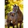 IT09432 lifestyle breakawayvogueheadcollarandleadrope aloe 01