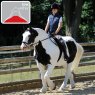 Horse rider on piebald horse with cob saddle