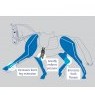 Prolite Prolite Girth Short